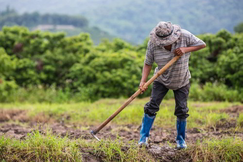Plantation Agriculture